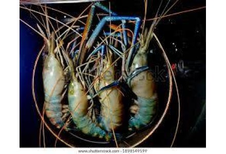 Cleaned Shrimp Large / Konchu - 400gm